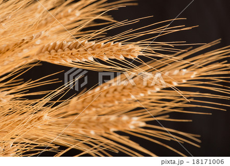 barley 18171006