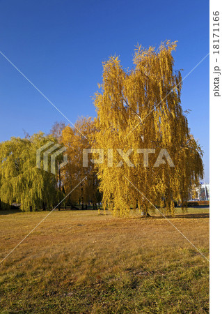 autumn park   18171166