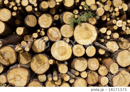 the cut trees the cut trees 18171373