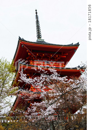 清水寺の桜 18171856