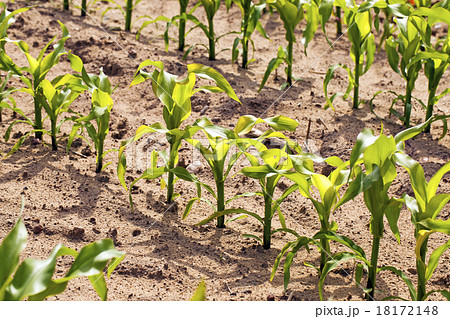 young corn young corn 18172148