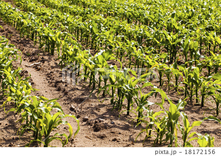 young corn  18172156