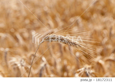 the ripened cereals the ripened cereals 18172311