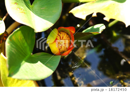 コウホネ 18172450