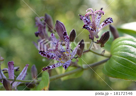 ホトトギス4 18172546