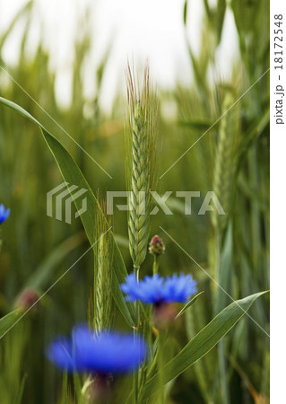 green wheat    18172548