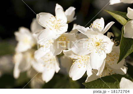 jasmine flowers   18172704