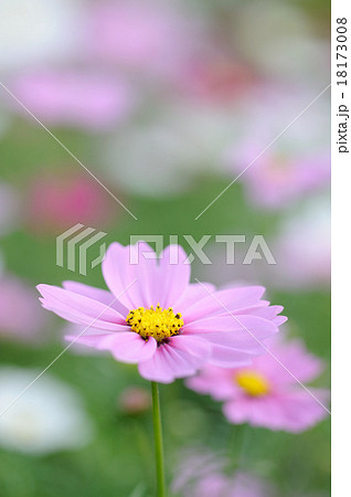 コスモス 18173008