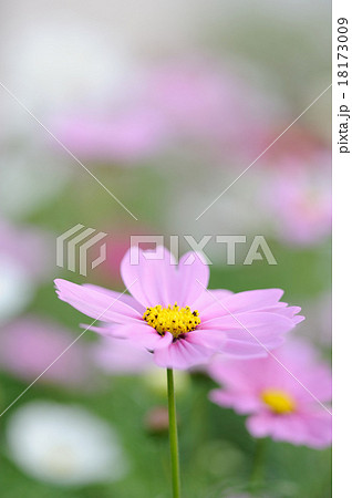 コスモス 18173009