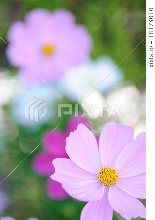 コスモス 18173010