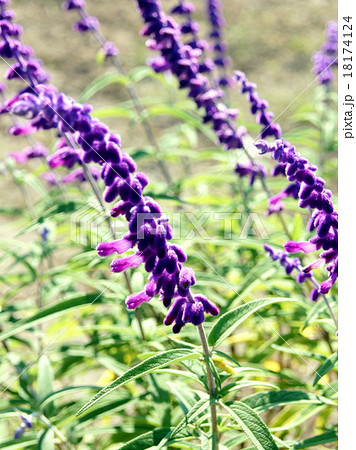 メキシカンセージ 18174124