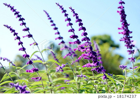 青空に映える メキシカンセージ 青空に映える メキシカンセージ 18174237