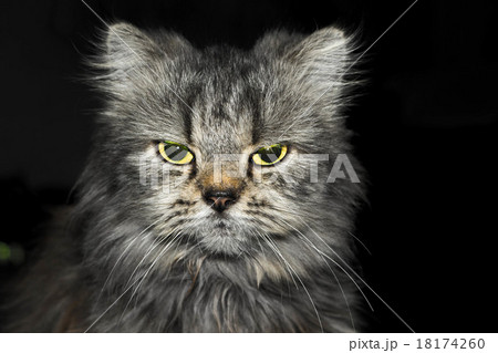Angry cat looking at the camera 18174260
