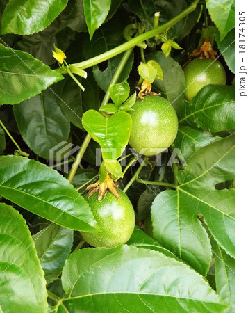亜熱帯性のパッションフルーツがなりました 18174305
