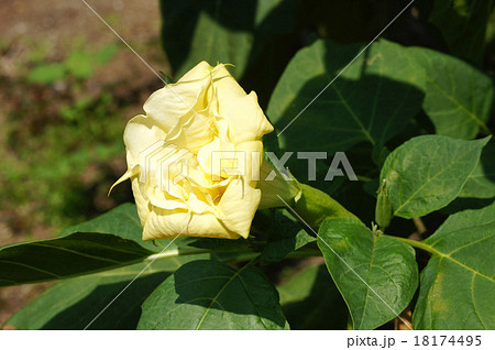 チョウセンアサガオ チョウセンアサガオ 18174495