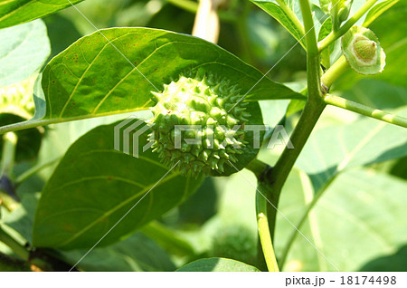 チョウセンアサガオ 18174498