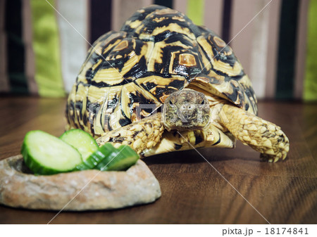 Leopard tortoise close up Leopard tortoise close up 18174841