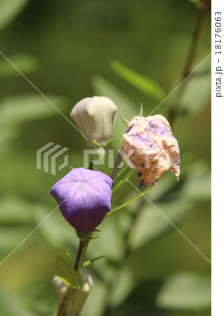 赤城自然園のキキョウ 18176063