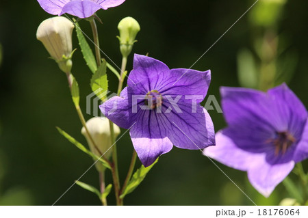 赤城自然園のキキョウ 18176064