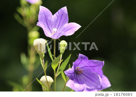 赤城自然園のキキョウ 赤城自然園のキキョウ 18176065