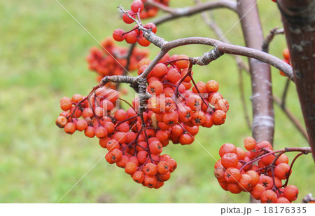 Rowan 18176335