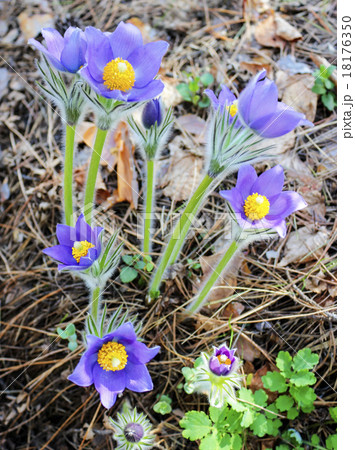 The first spring snowdrops 18176350