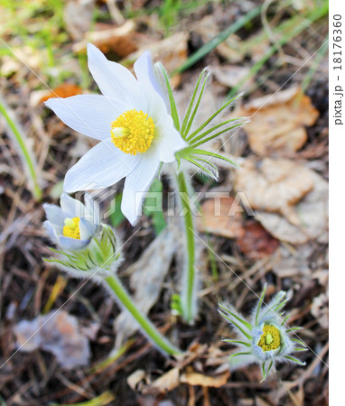 White snowdrop White snowdrop 18176360