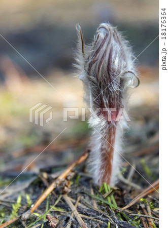 Young snowdrop Young snowdrop 18176364
