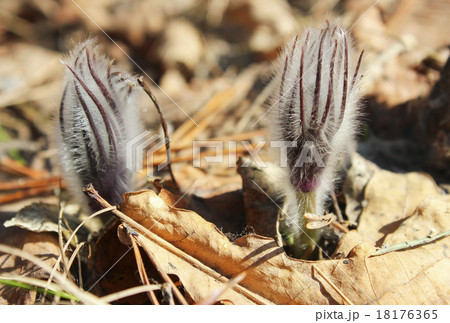 Young snowdrops 18176365