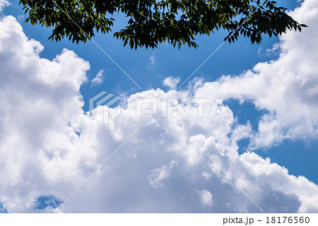 青空を見上げる。入道雲と葉っぱ 18176560