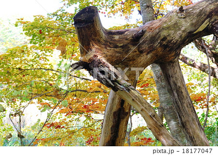 秋容の時間（とき） 18177047