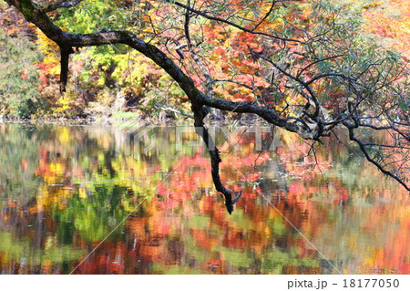 秋旻の色彩 18177050