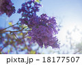 Jacarandas  18177507
