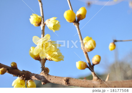 ロウバイ 18177508