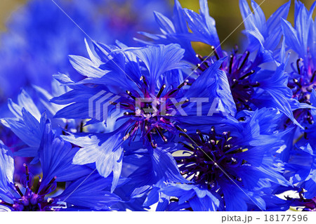 cornflower   18177596