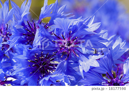 cornflower   18177598