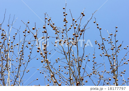 ハンカチの木の実 18177797