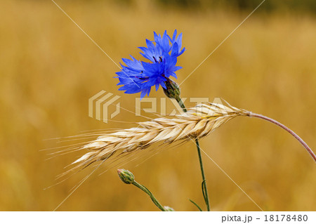 mature wheat mature wheat 18178480
