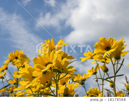 青い空と白い雲とヤナギバヒマワリの黄色い花 18178568