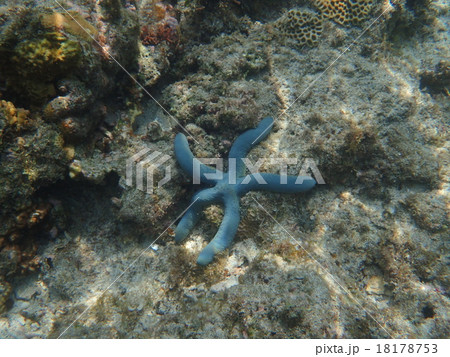 アオヒトデ アオヒトデ 18178753