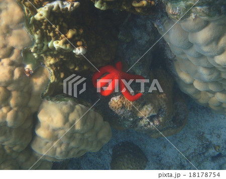 アカヒトデ 18178754