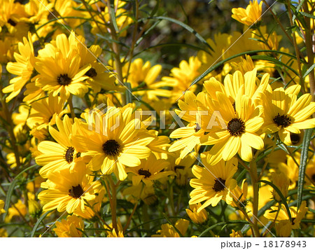 秋に咲くヤナギバヒマワリの黄色い花の写真素材