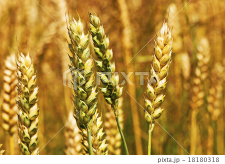 turning green rye turning green rye 18180318