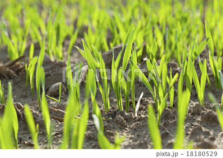 young wheat   18180529