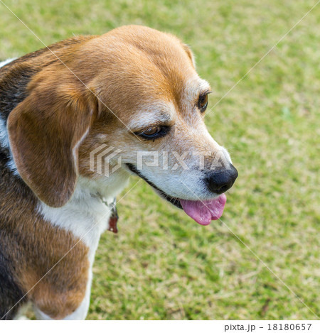 ビーグル犬の写真素材