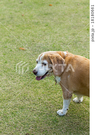 ビーグル犬 ビーグル犬 18180661