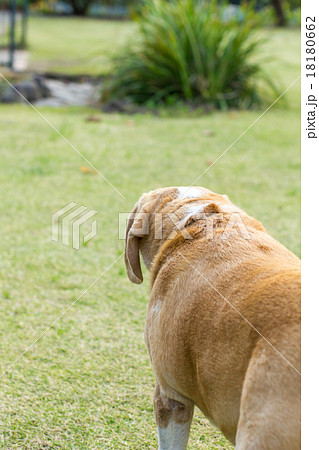 ビーグル犬の背中 18180662