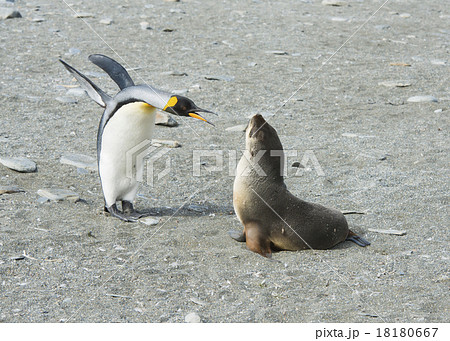 King Penguin-Fur Seal  18180667