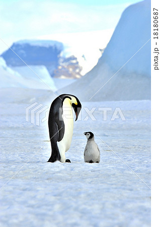 Emperor Penguin with chick Emperor Penguin with chick 18180687