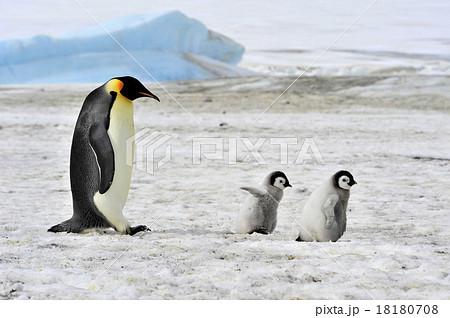 Emperor Penguin with chick 18180708